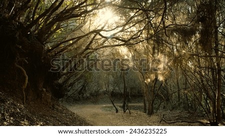 Forest track with sun rays