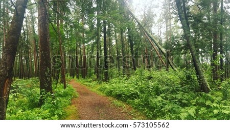 Forest trail