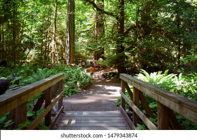 forest trail among lush greenery of a forest from Giant Trees at Rainforest in the Cathedral Grove on Vancouver Island, MacMillan Provincial Park Canada