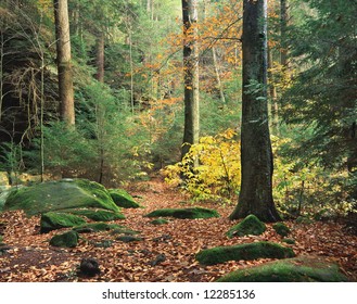 Forest Trail In Autumn, Hocking Hills Region, Ohio
