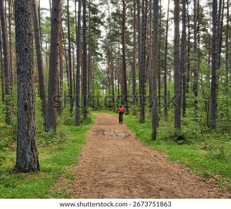 Forest trail with cyclist in red jacket biking through tall pine trees on dirt path. Nature trail cycling recreation in green woodland with nobody else visible.
