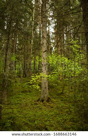 Similar – Birkenwald Wohlgefühl