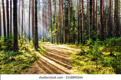 Forest Trail In Deep Woodland With Sunlight Shadow