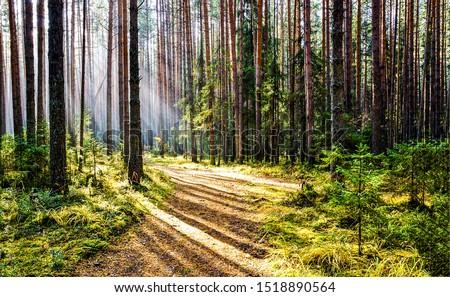 Forest trail in deep woodland with sunlight shadow