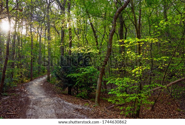 Forest trail in deep woods. Trail in deep forest.
Forest trail view