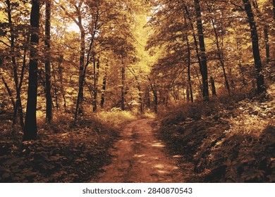 Forest trail in the fall