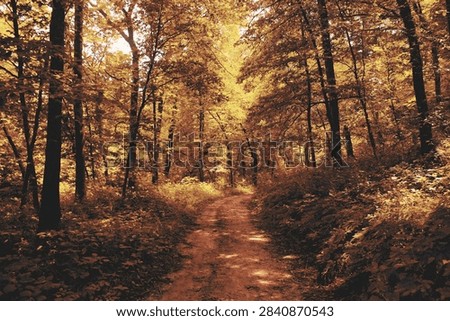 Forest trail in the fall