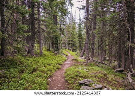 Forest trail in the Indian Peaks Wilderness, Colorado