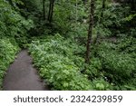 Forest Trail on Hamilton Mountain Trail in  Stevenson, Washington in the Columbia River Gorge