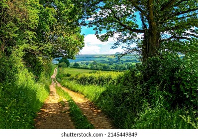 Forest trail on a summer day. Trail from forest to outdoors. Forest trail in summer. Summer forest trail landscape - Shutterstock ID 2145449849
