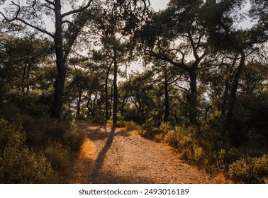 Forest trail path with sunbeams. A dirt path winds through a dense forest, sunlight dappling the ground through the trees. - Powered by Shutterstock