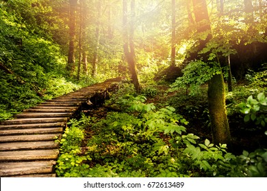 forest trail in Plitvice lakes national park. Croatia - Powered by Shutterstock