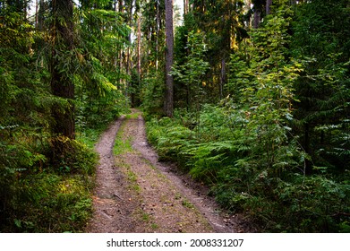 Forest Trail Scene. Woodland Path