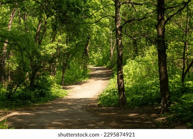 Forest trail scene. Woodland path. Green trees and footpath lightened by the sun
