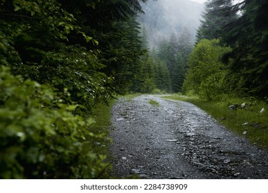 Forest trail scene. Woodland rocky path Forest in fog. Landscape with trees, colorful green and blue fog. Nature background. Dark foggy forest