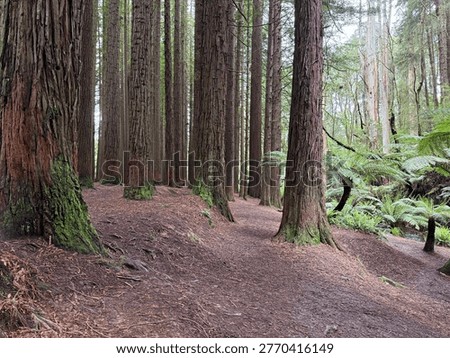 A forest trail surrounded by towering redwood trees in the Otways near Apollo Bay, Victoria. The straight trunks, soft filtered light, and dense woodland create a calm and atmospheric scene. This unique redwood plantation in the Aire Valley offers a sense of scale, depth, and natural beauty, making it ideal for themes involving nature, travel, conservation, and outdoor exploration along the Great Ocean Road.