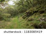 Forest Trail through Ancient Oak Woodland on Holne Moor by Venford Reservoir within Dartmoor National Park in Rural Devon, England, UK