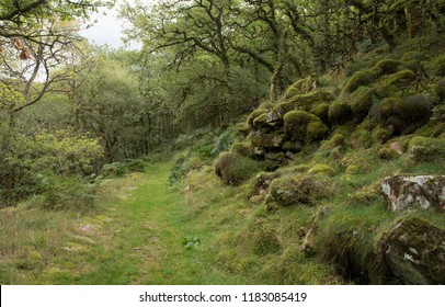 Forest Trail through Ancient Oak Woodland on Holne Moor by Venford Reservoir within Dartmoor National Park in Rural Devon, England, UK