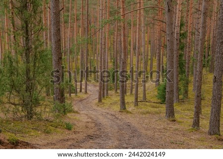 Forest trail in Zvirgzde white dune nature park in Vecumnieki in March in Latvia