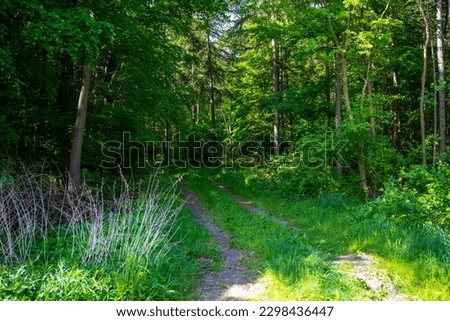 Similar – Foto Bild Bewachsener Waldweg Bäume