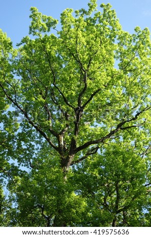 Similar – Foto Bild grün. Umwelt Natur Herbst