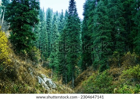 The forest in Trans-Ili Alatau, Almaty, Kazakhstan. 