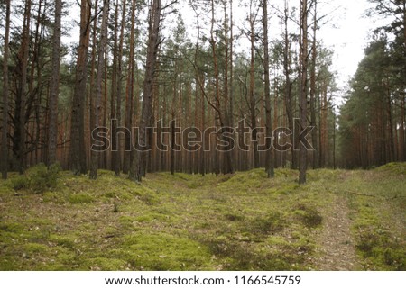 Image, Stock Photo buy a piece of forest?