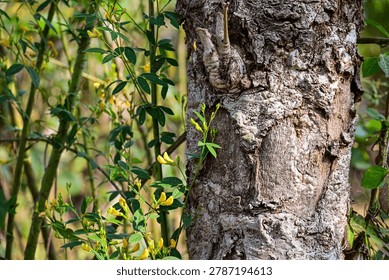 Forest Tree Bark Texture Framed by Lush Foliage in Natural Woodland Environment

A rugged tree trunk with deeply textured bark stands prominently amidst green leaves and yellow buds in a forest setting. The contrast between rough bark surfaces and smooth surrounding foliage highlights the richness and diversity of natural woodland ecosystems.