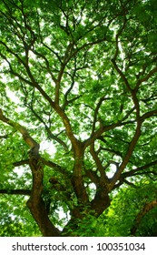 Forest Tree Canopy In Spring, With Green Leaves.