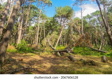 Forest And Tree Damage After Storm