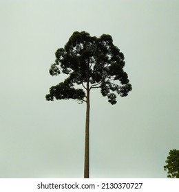 Forest Tree In La Paz, Zamboanga City, Philippines