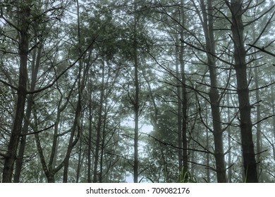 Forest tree with mist.