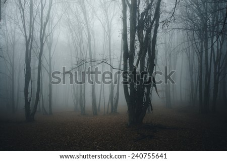 forest with tree in mist