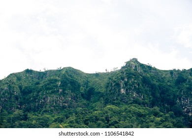 forest tree mountain
