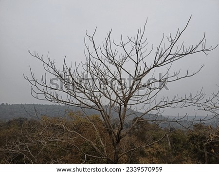 Forest Tree nature landscape with view cloud outdoor