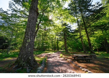 Forest tree path sunlight picnic bench green trail park woodland
