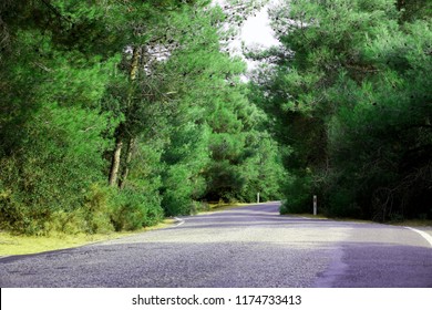 forest, tree and road 