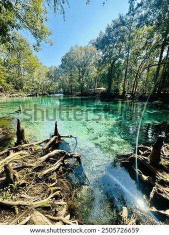 Forest and tree roots ring the shallow clear aqua spring waters in the woods, Devil's Run, Ginnie Springs, Florida