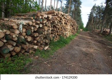 Forest tree stacks