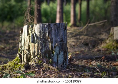 Forest Tree Stump