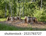 a forest with an tree stump and sunlight shining on it