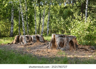 a forest with an tree stump and sunlight shining on it - Powered by Shutterstock