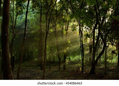 Forest tree with sunshine.