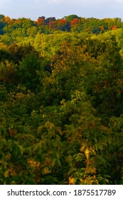 Forest Tree Tops In The Greater Toronto Area