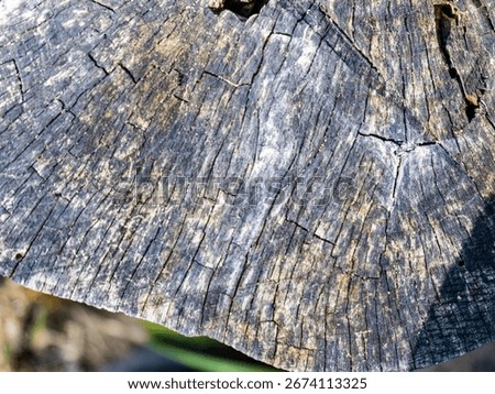 Forest tree trunk crosscut with circular rings