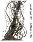 Forest tree trunks with climbing vines twisted liana plant and green leaves  isolated on white background, clipping path included.