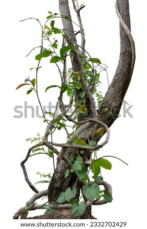 Forest tree trunks with climbing vines twisted liana plant and green leaves  isolated on white background, clipping path included.