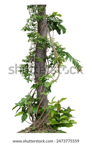 Forest tree trunks with climbing vines twisted liana plant and green leaves  isolated on white background, clipping path included.
