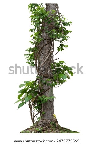 Forest tree trunks with climbing vines twisted liana plant and green leaves  isolated on white background, clipping path included.