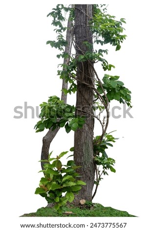 Forest tree trunks with climbing vines twisted liana plant and green leaves  isolated on white background, clipping path included.